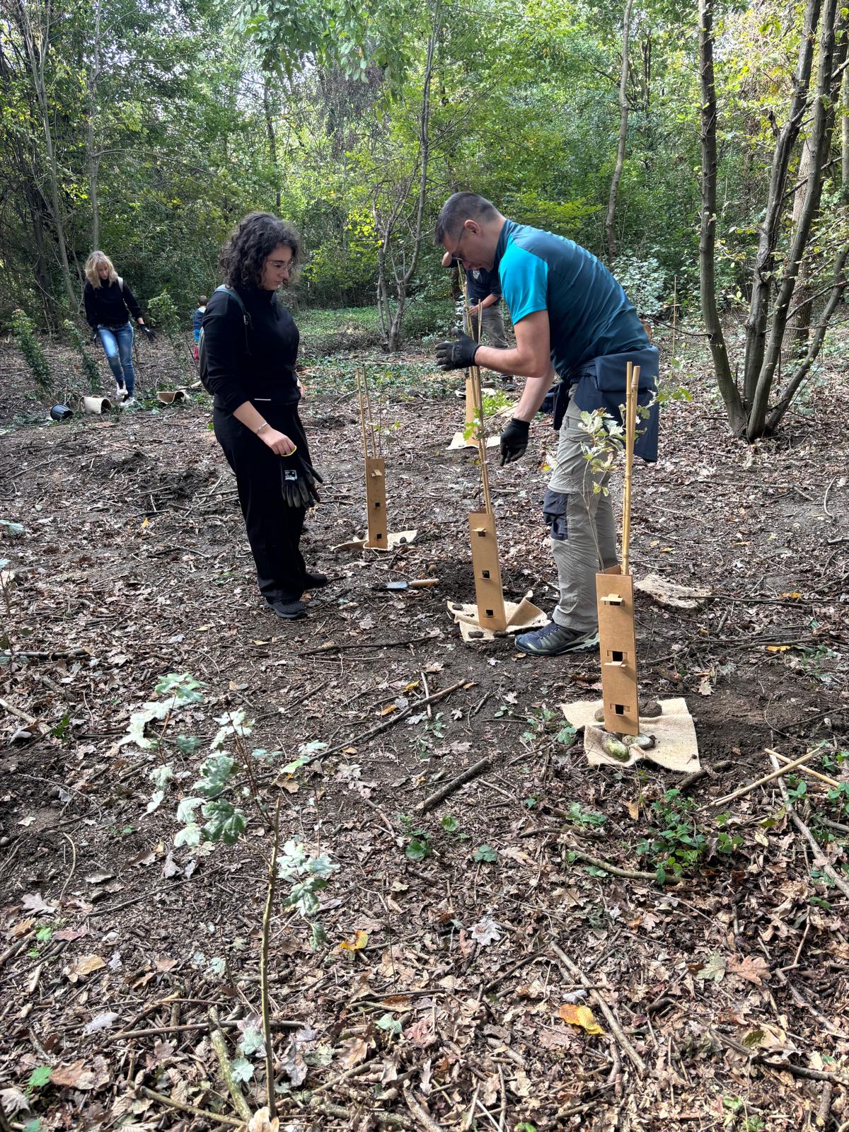 Protective materials around young trees